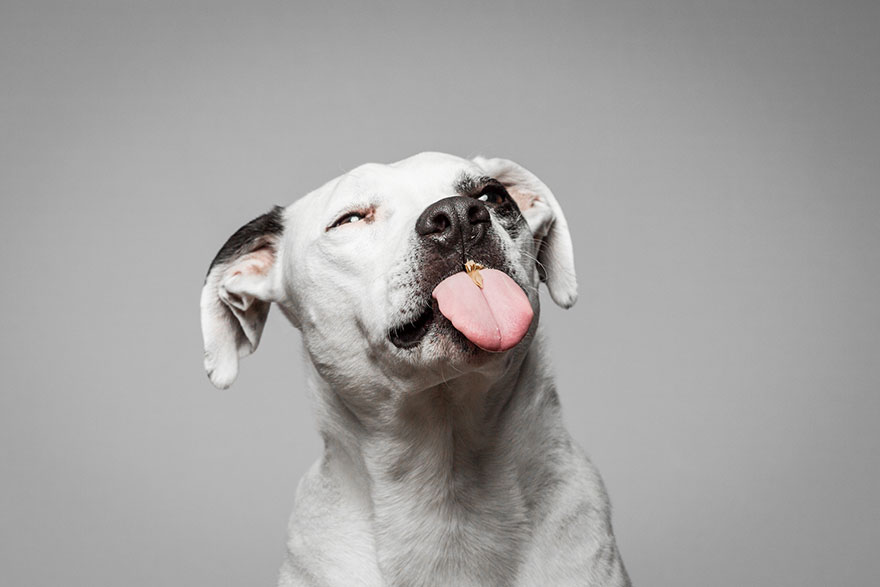 dogs-eating-greg-murray-for-the-love-of-peanut-butter-7 dogs-eating-greg-murray-for-the-love-of-peanut-butter-7