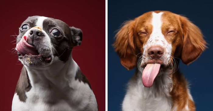 Hilarious Expressions Of Dogs Eating Peanut Butter
