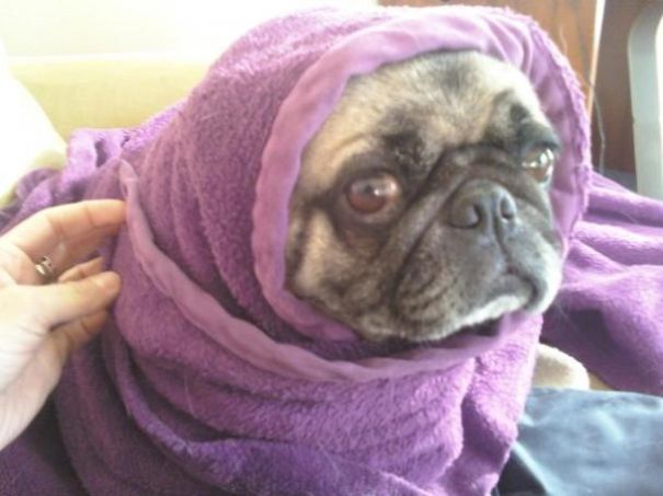 Purple-pug-burrito