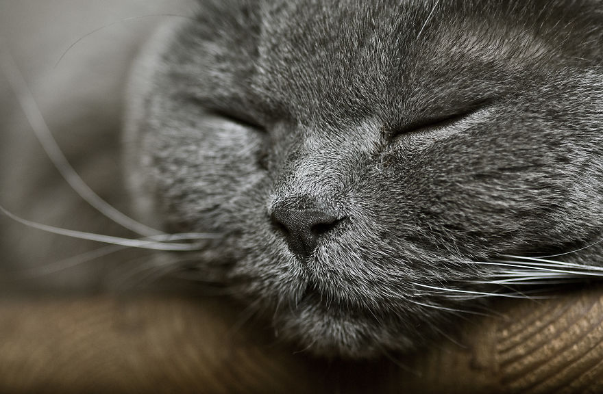 I Take Portraits Of Cats Showing Their Unique Characters