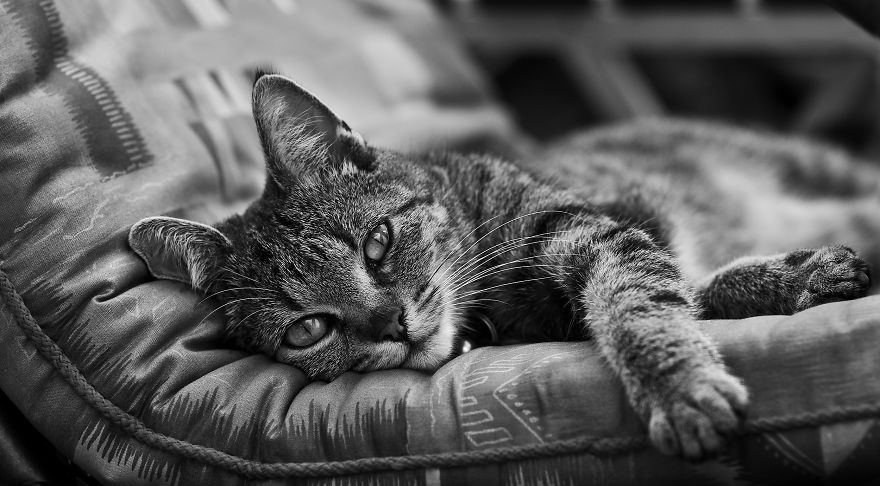 I Take Portraits Of Cats Showing Their Unique Characters