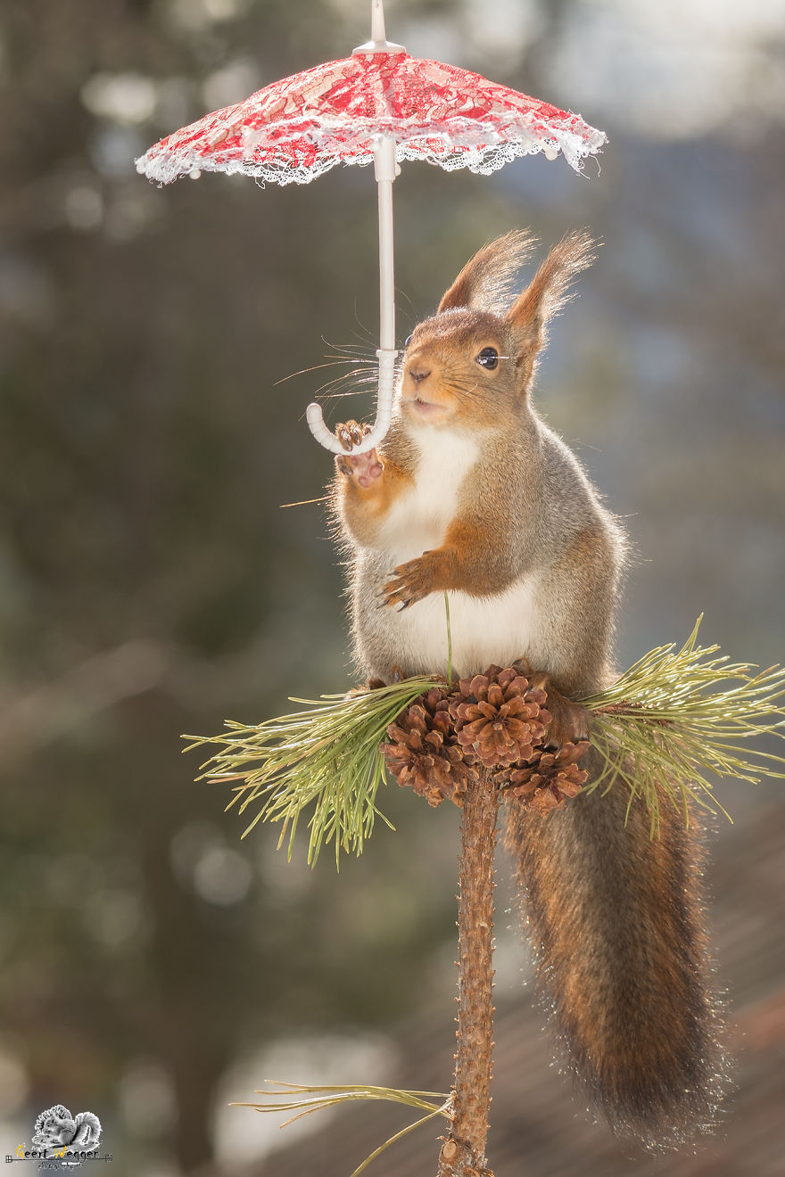 I Take Pictures Of Wild Red Squirrels Using Tiny Umbrellas