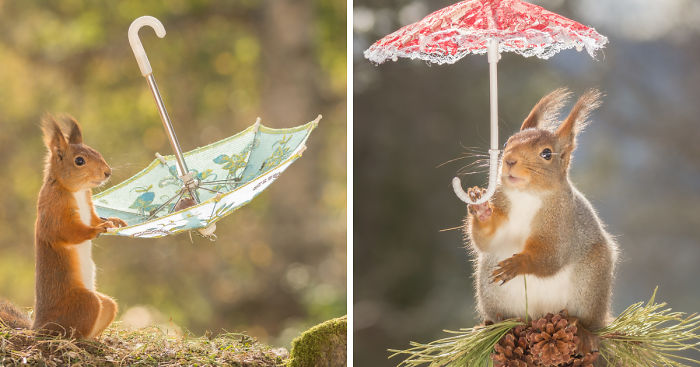 I Take Pictures Of Wild Red Squirrels Using Tiny Umbrellas