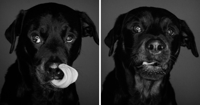 I Photographed My Dog In Anticipation Of Food