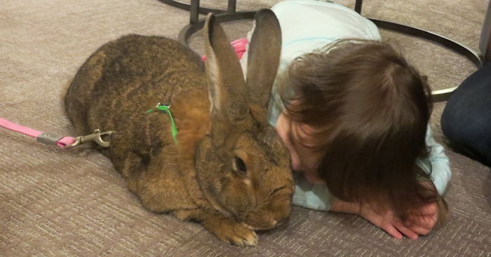 After The Death Of My Mother, I Discovered The Power Of Rabbit Therapy