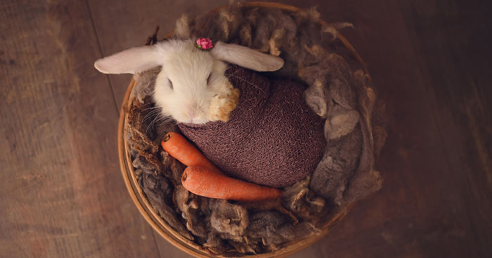 Newborn Session… With A Bunny!