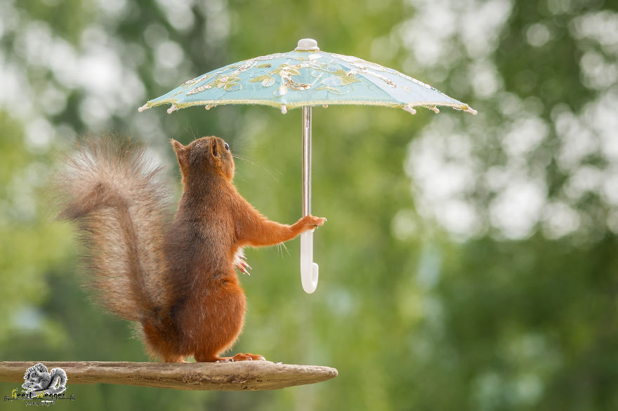 I Take Pictures Of Wild Red Squirrels Using Tiny Umbrellas