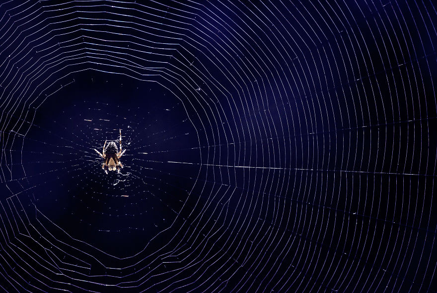 I Photograph Small Animals That Are Usually Overlooked