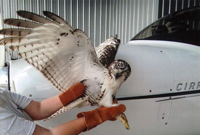 flying-animals-plane-jeff-bennett-pilots-n-paws-31 flying-animals-plane-jeff-bennett-pilots-n-paws-31