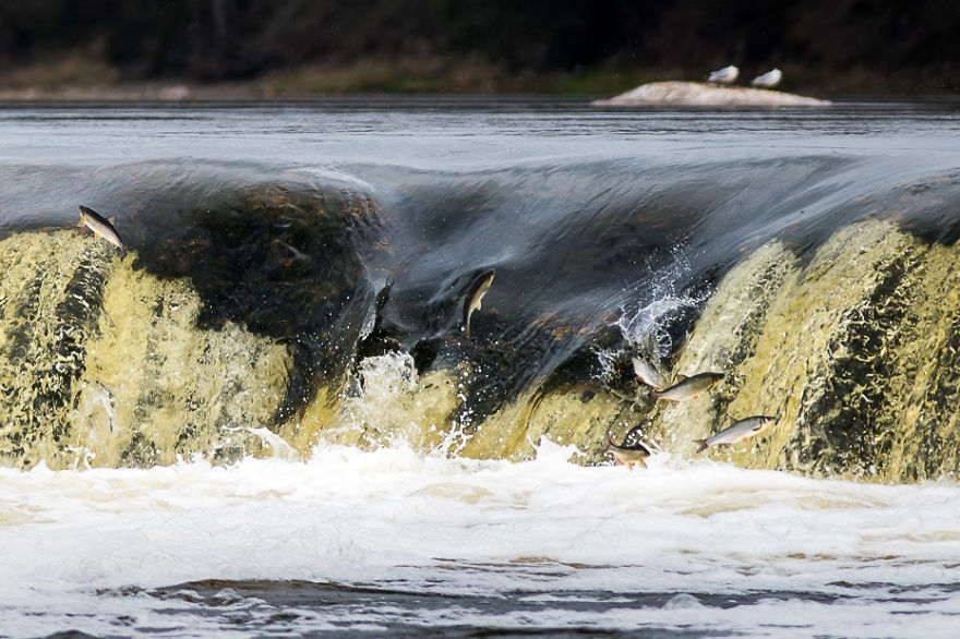 We Visited Kuldiga In Latvia And Explored The Widest Waterfall In Europe We Visited Kuldiga In Latvia And Explored The Widest Waterfall In Europe