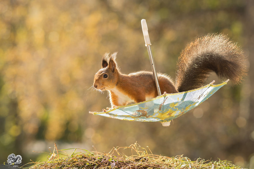 I Take Pictures Of Wild Red Squirrels Using Tiny Umbrellas