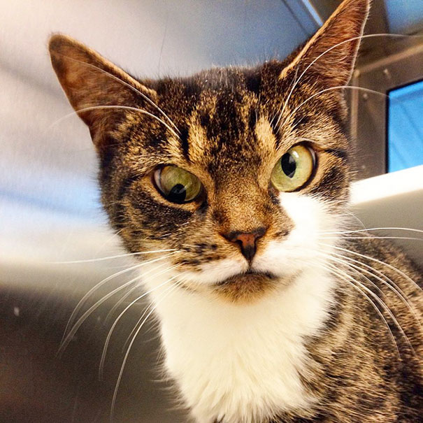 Sally The Googly-Eyed Kitty