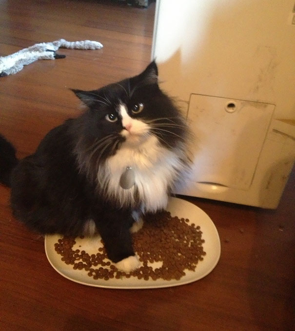 So My Cat Absolutely Has To Lay In The Food Dish When She Eats