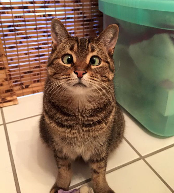 My Adorable Cross Eyed Roxy