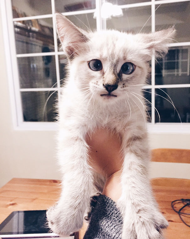 Got A Cross Eyed Cat