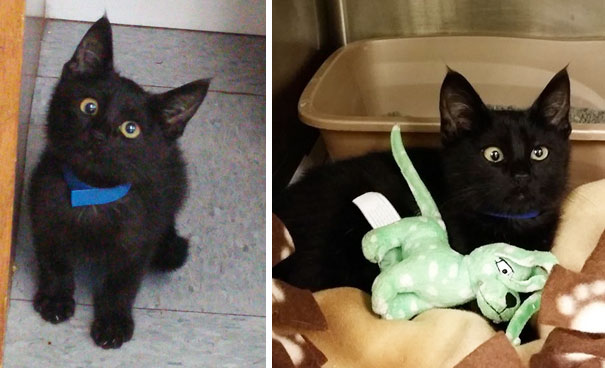 My Special Lady Friend Met This Special Kitten Today