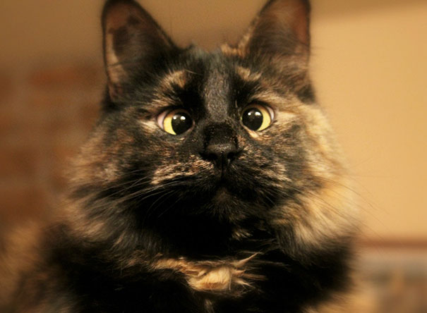 Turtle The Cross Eyed Cat