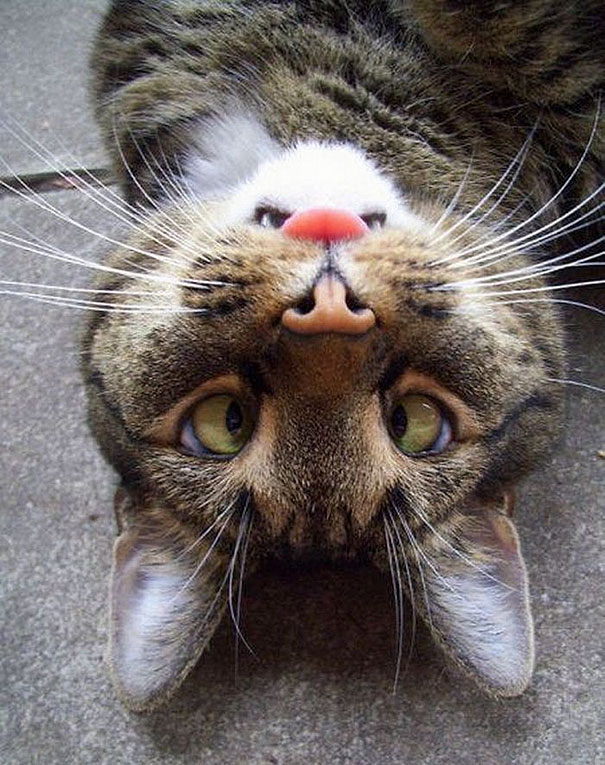 Upside-down Derp Cat Has Right-side Up Angry Beaver On His Face