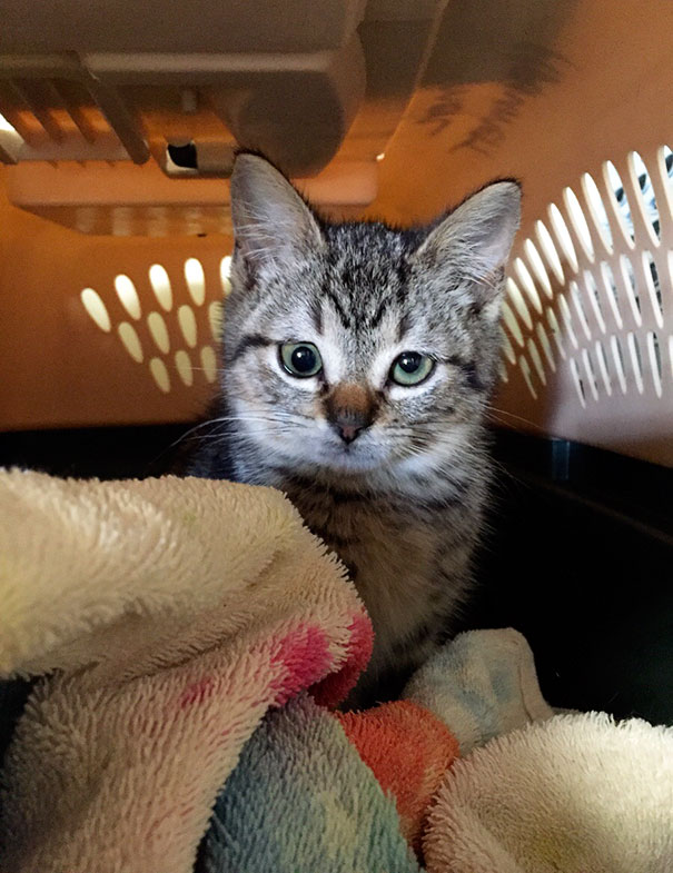 My Friend Works At A Vet Clinic. She Got To Meet This Guy Today