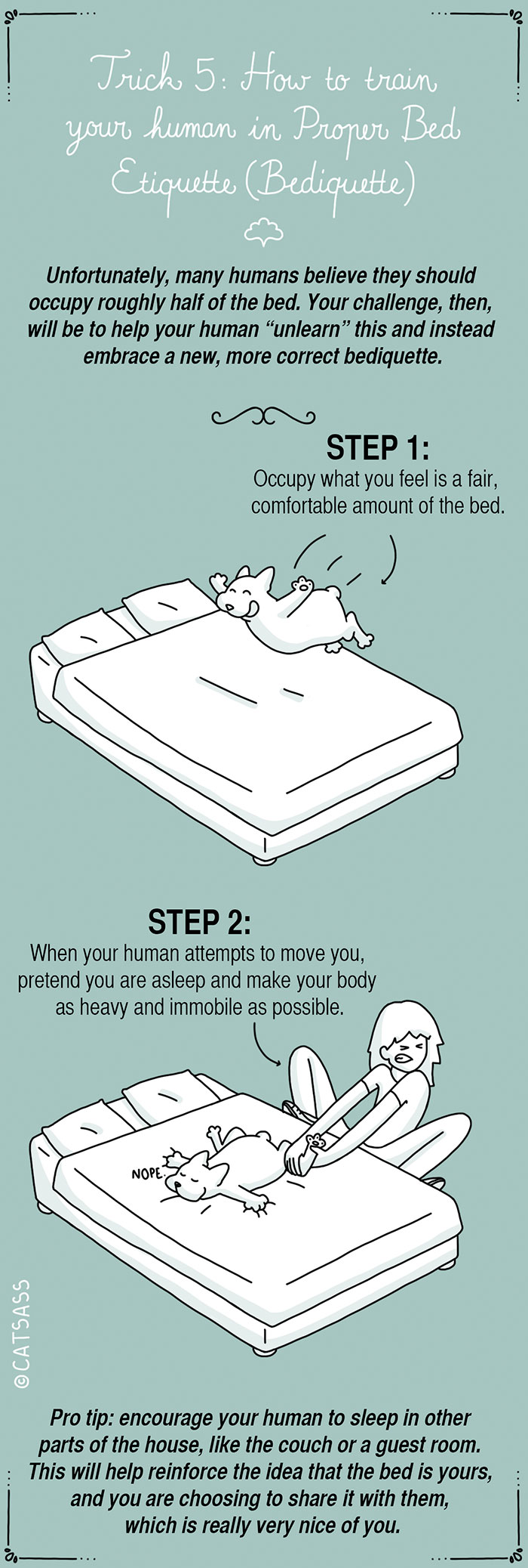 funny-dog-illustrations-how-to-train-your-human-catsass-6