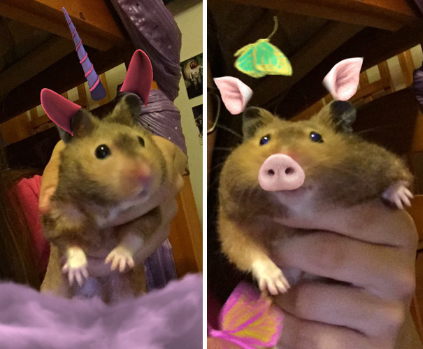 Snapchat Filters With My Hamster