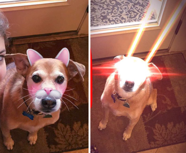 I Highly Recommend Using Snapchat Filters On Any And All Animals