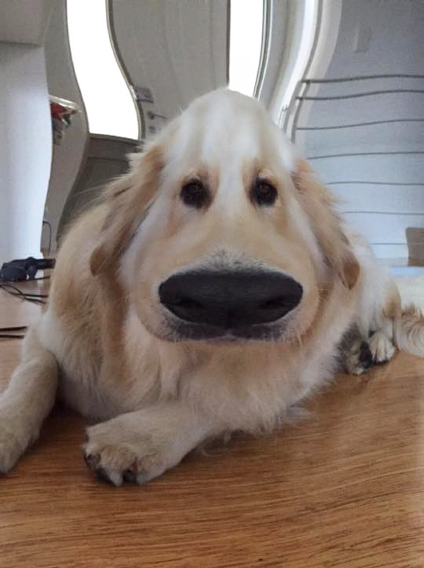 New Snapchat Feature Got Me Wondering If The Dog In 'up' Was Inspired By Me