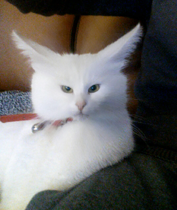 Used A Snapchat Filter On My Cat. Not Disappointed