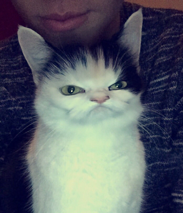 Don't Think My Cat Is Appreciating The Snapchat Filters