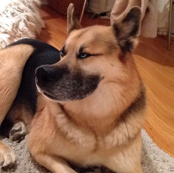 Snapchat Filters Made My Dog Look Like A Disney Character