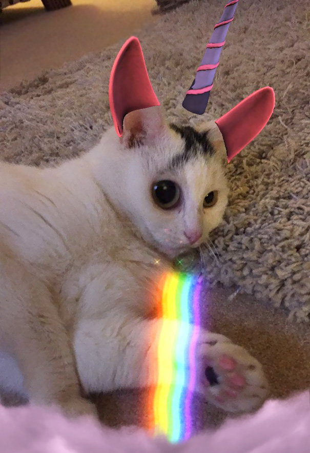 The Joy Of Snapchat And Cats. Meet Charlie The Unicorn