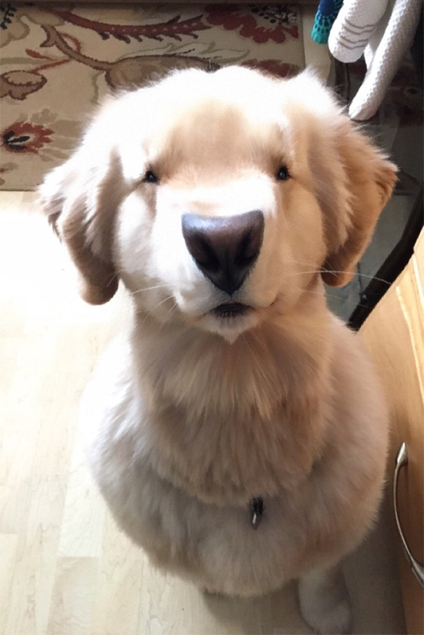 But You Guys Said I Could Use Snapchat To Make My Dog Look Like Doug From Up