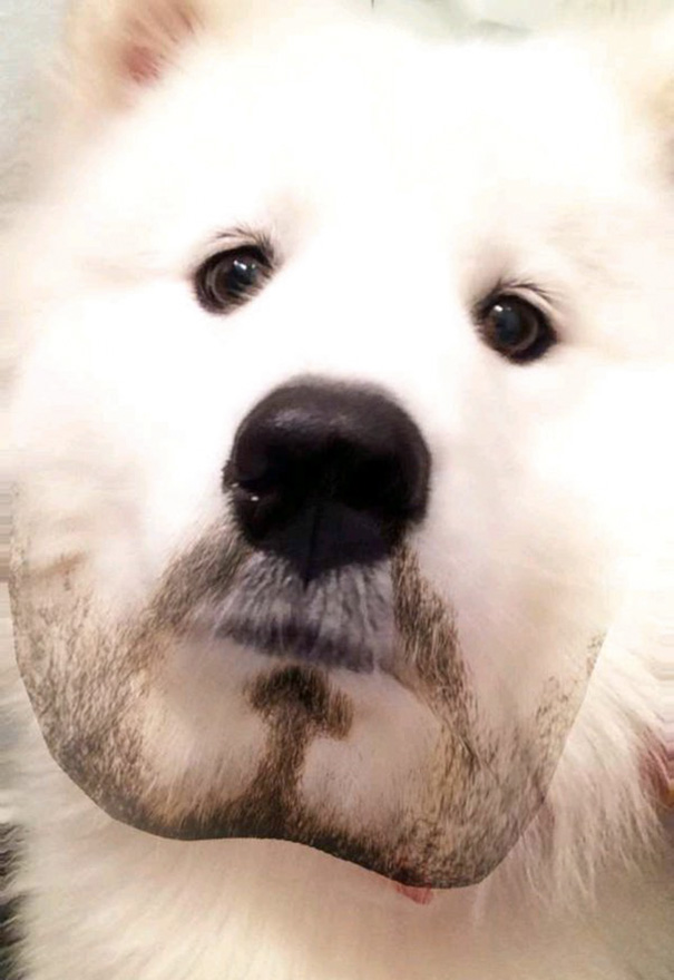 My Dog With The Beard Snapchat Filter