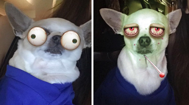 When Your Dog Deep Down Hates You