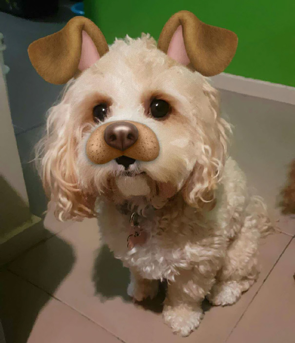 How Weird That I Have Extra Nose And Ears. Trying To Make My Hoomum Laugh