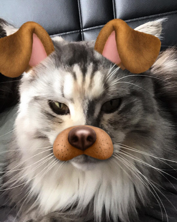 I'm Cute As A Dog Too!