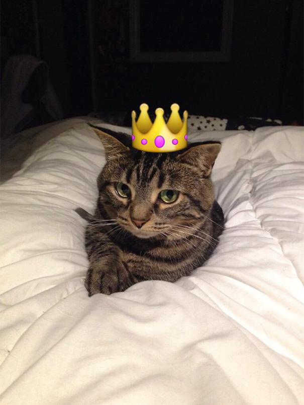 My Friend Sent Me A Snapchat Of Her Cat. She's The Cutest Thing I've Ever Seen