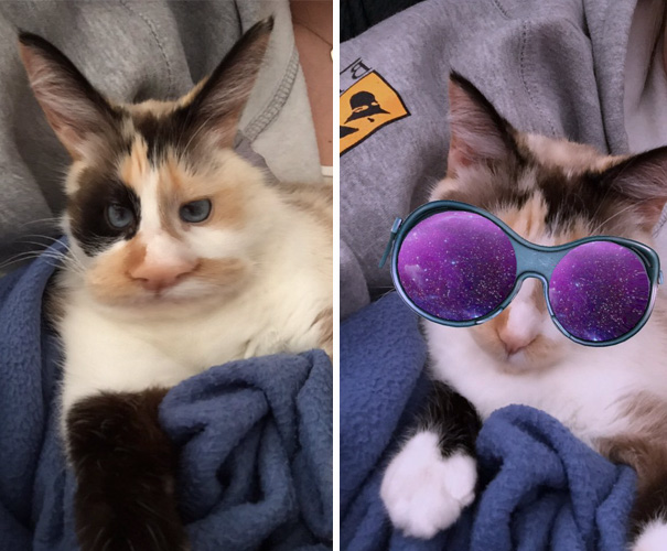 Well That's A Weird Animal