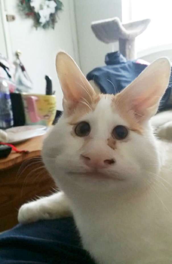 What Happens When You Use A Snapchat Filter On Your Cat