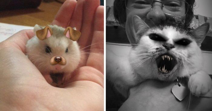 People Are Using Snapchat Filters On Their Animals And The Results Are Funny