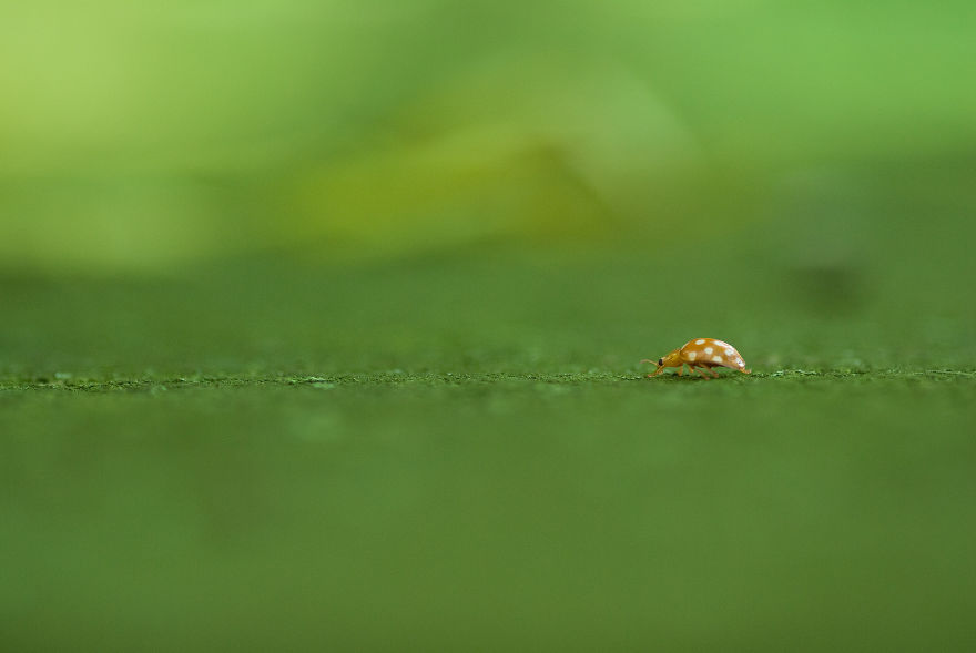 I Photograph Small Animals That Are Usually Overlooked