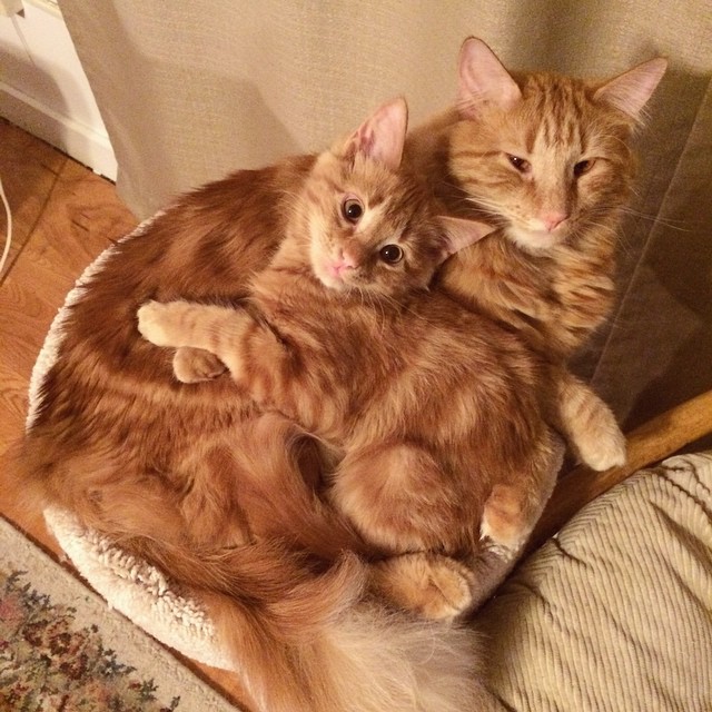 ginger-cat-adopts-mini-me-evin-minnie-10 ginger-cat-adopts-mini-me-evin-minnie-10