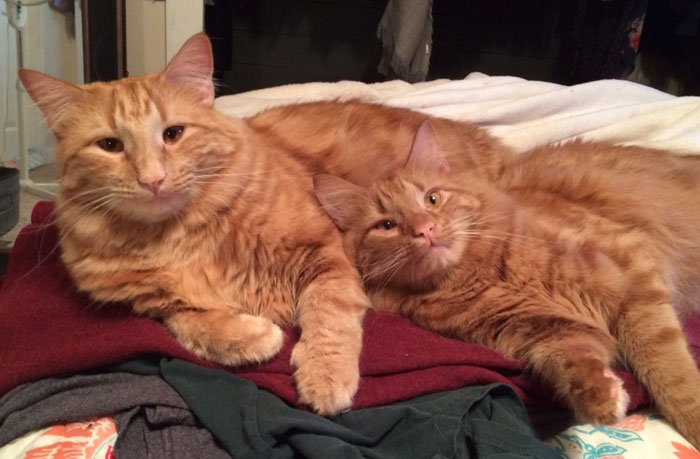 ginger-cat-adopts-mini-me-evin-minnie-41 ginger-cat-adopts-mini-me-evin-minnie-41