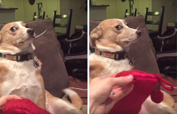 guilty-dog-shaming-destroy-socks-daisy-13