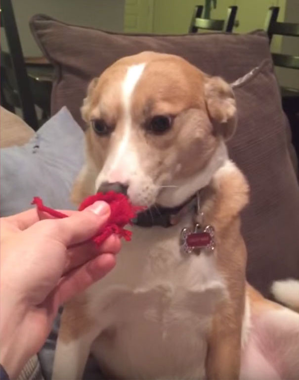 guilty-dog-shaming-destroy-socks-daisy-14