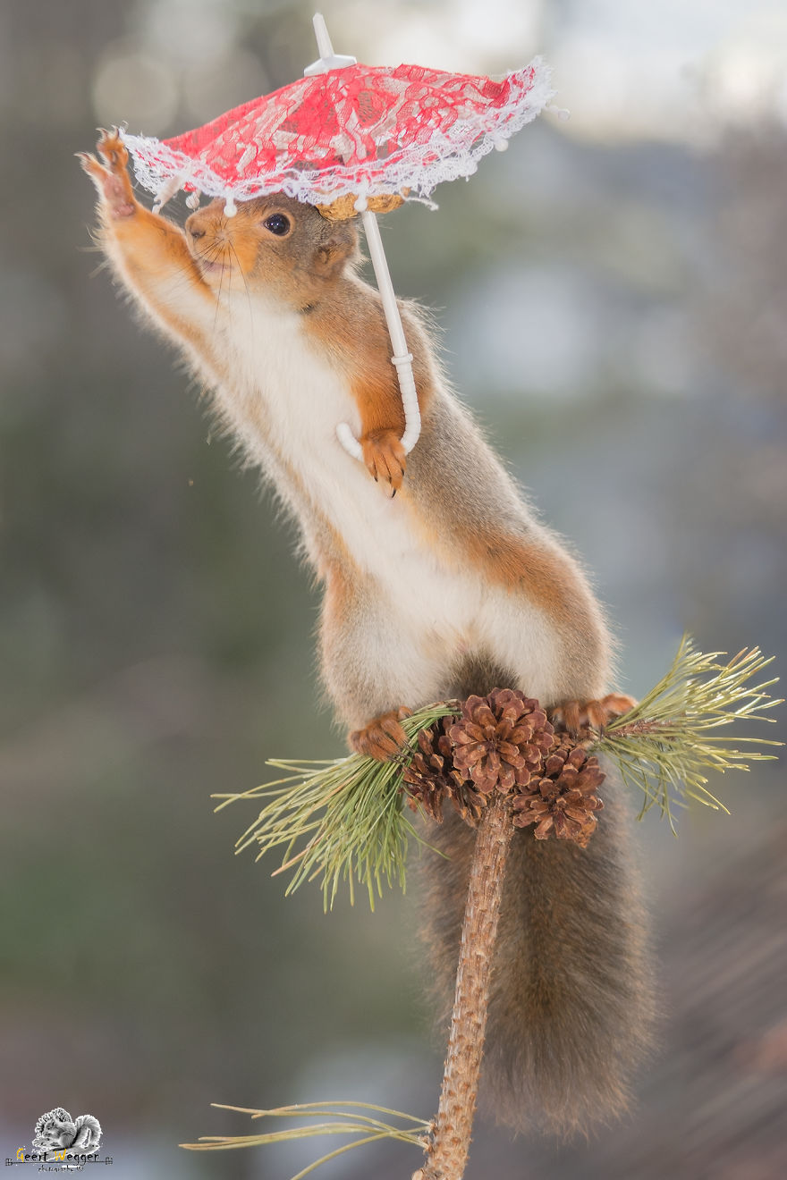 I Take Pictures Of Wild Red Squirrels Using Tiny Umbrellas I Take Pictures Of Wild Red Squirrels Using Tiny Umbrellas