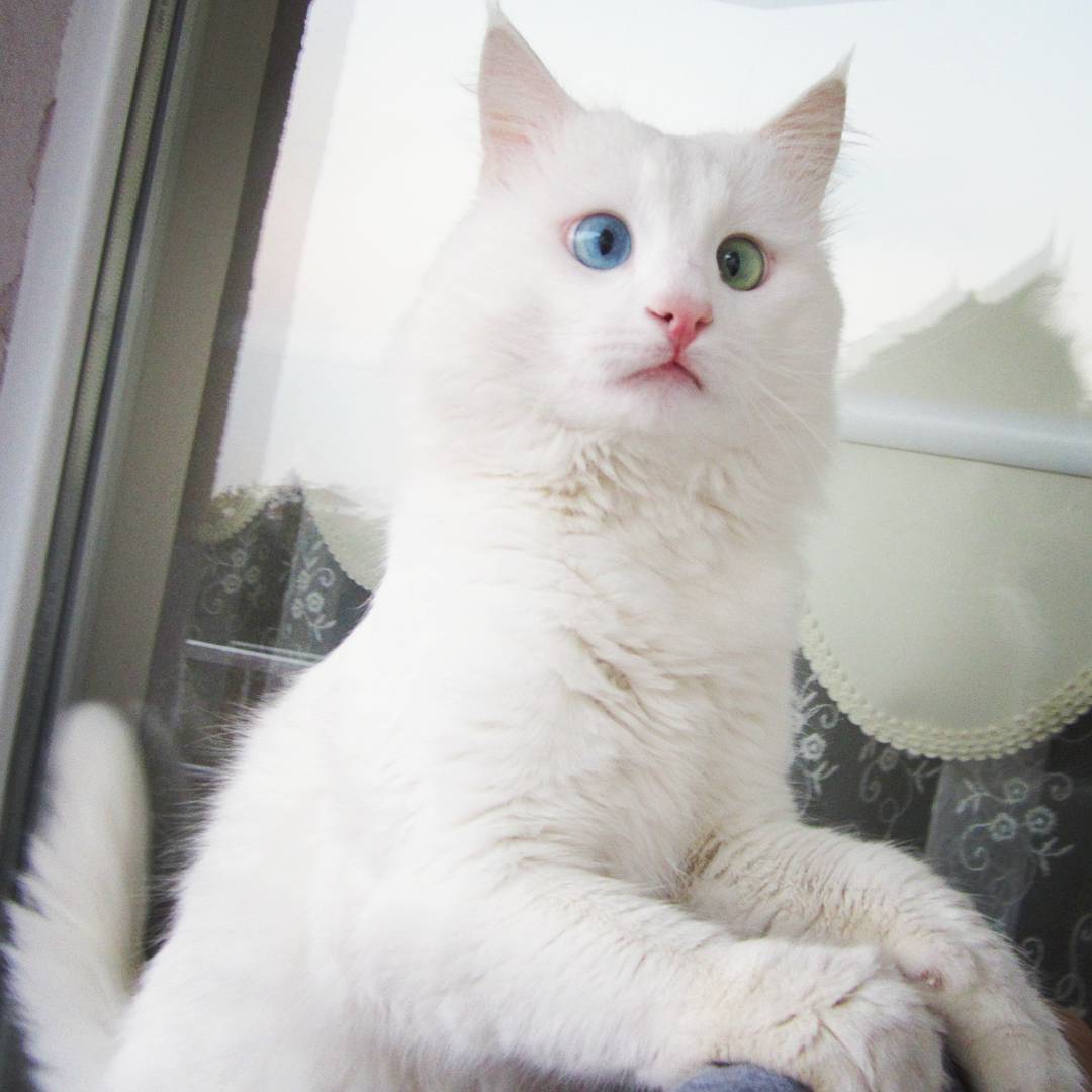 heterochromia-cat-cross-eyed-alos-1 heterochromia-cat-cross-eyed-alos-1