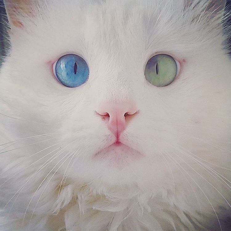 heterochromia-cat-cross-eyed-alos-17 heterochromia-cat-cross-eyed-alos-17