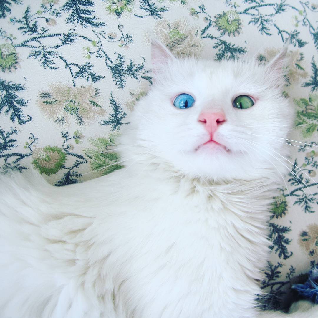 heterochromia-cat-cross-eyed-alos-20 heterochromia-cat-cross-eyed-alos-20