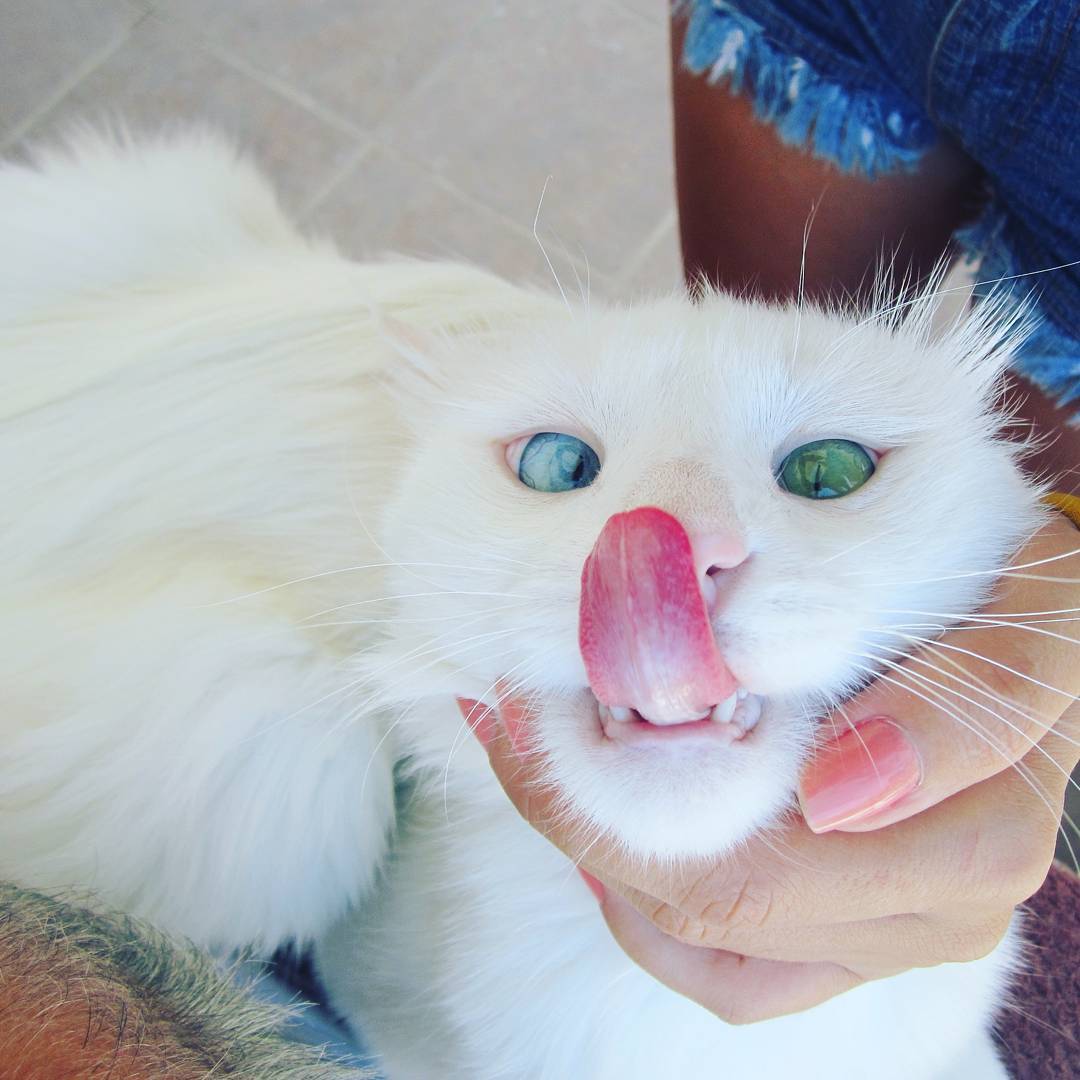 heterochromia-cat-cross-eyed-alos-22 heterochromia-cat-cross-eyed-alos-22